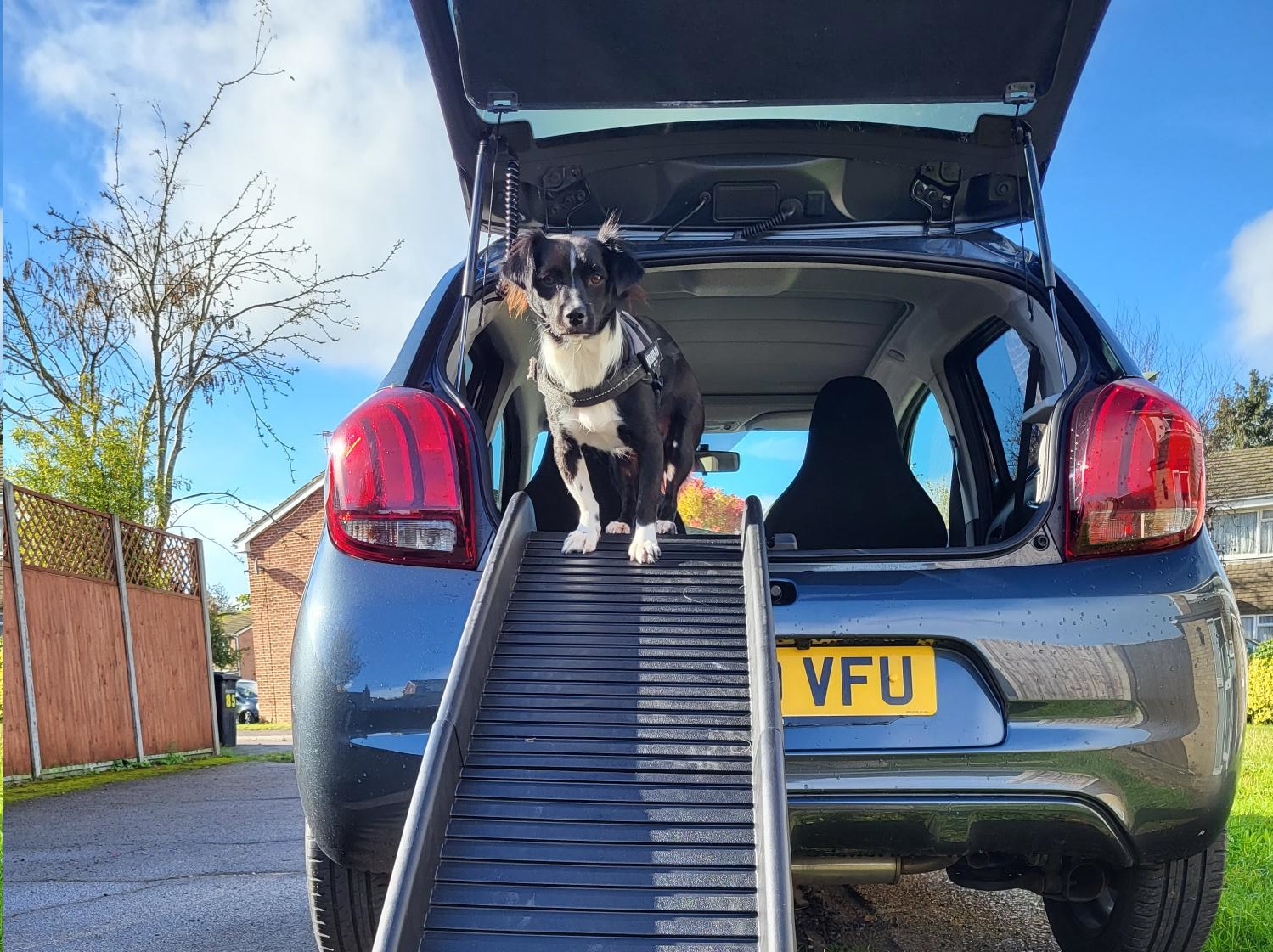 Pet Ramps