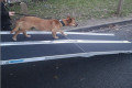 Dog going down wide dog ramp 