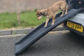 Lightweight Folding Dog Ramp