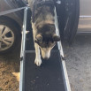 husky using ramp to come out of car