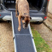medium sized dog using ramp coming down from boot