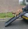 Dog walking down a folding lightweight pet ramp from the boot of a car
