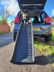 dog at top of dog ramp ramp