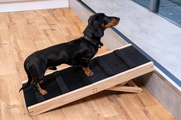 sausage dog going up wooden step ramp