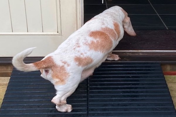 Dog walking up rubber ramps into house 