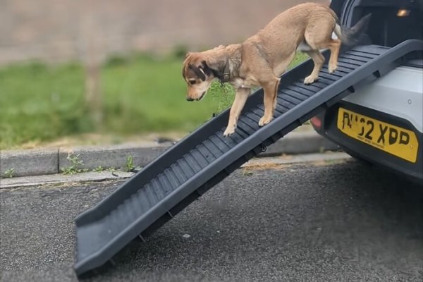 Dog walking down a folding lightweight pet ramp from the boot of a car