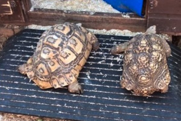 Reptiles going up ramp 