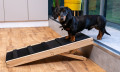sausage dog at the top of wooden dog ramp 