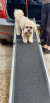 Small dog coming down dog ramp from car 
