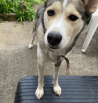 Rubber Pet Step Ramp 25mm - 100mm