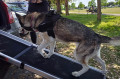 husky using ramp to get into car